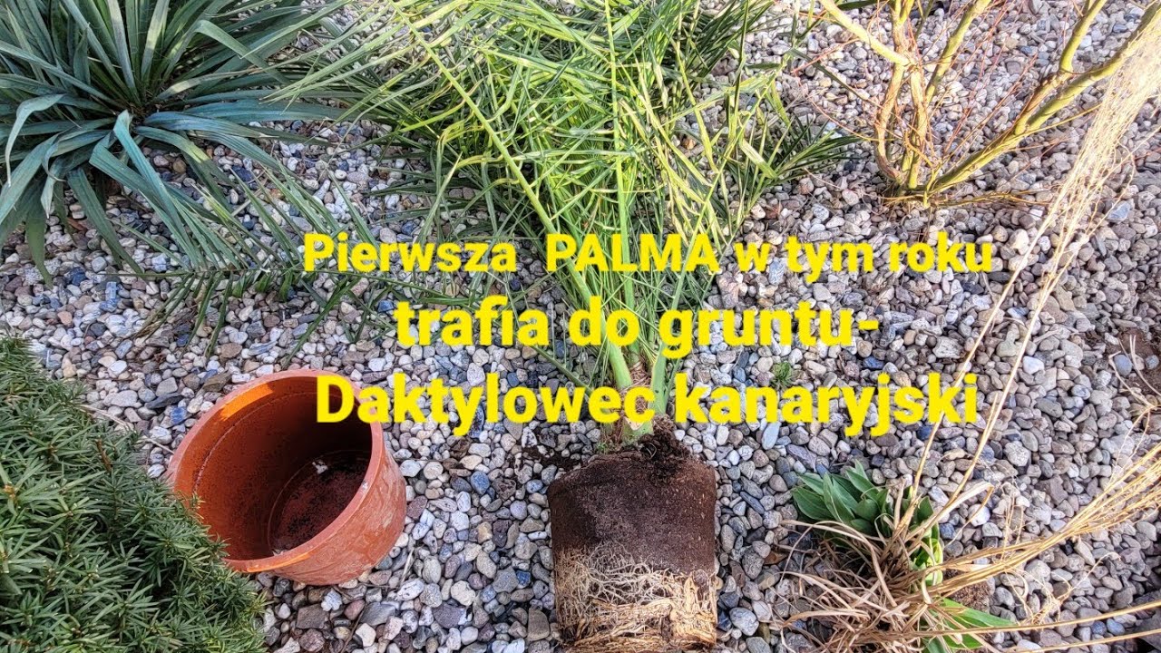 552#. Pierwsza palma w tym roku trafia do gruntu- Daktylowiec kanaryjski.