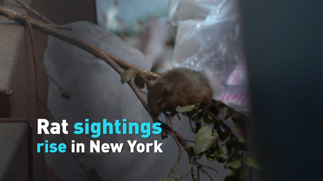 Rat sightings rise in New York