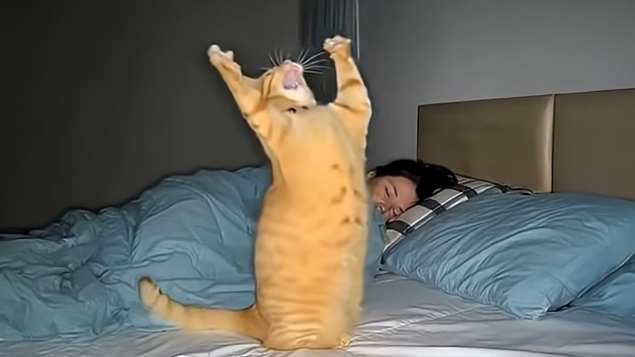 When Your Cat Performs a 2AM Opera 🎤😼 Funniest Cat Waking Up Owner!