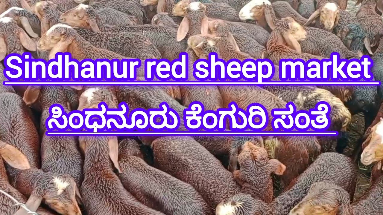 Sindhanur red sheep sante market 