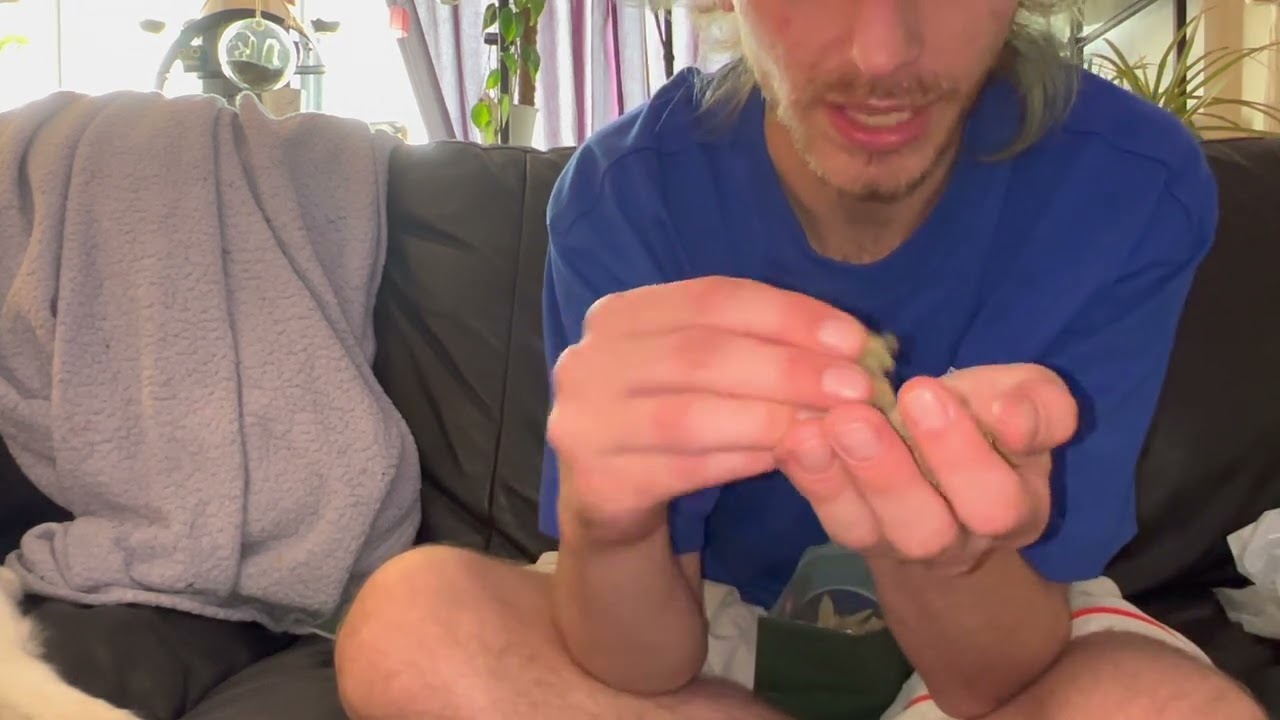 The RE-UP Episode 13: *STRAIN REVIEW* 'Blueberry Cheesecake🫐🍰' (SCAMMED?)
