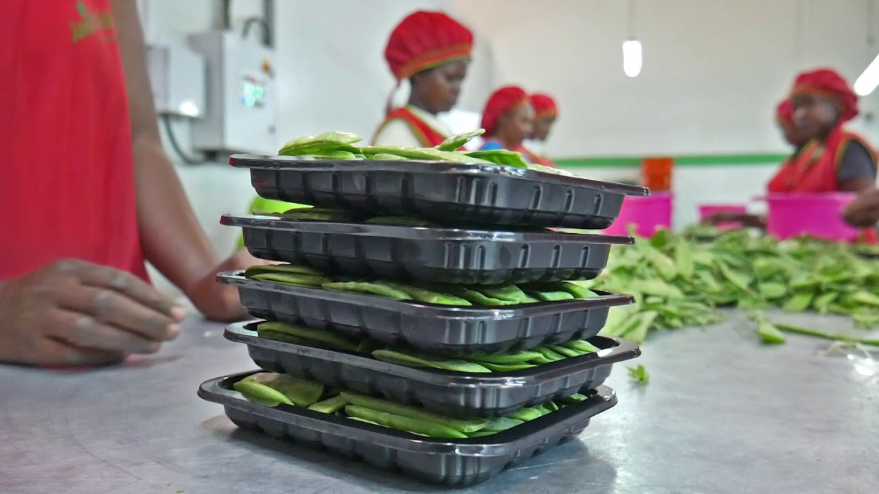 Janifresh Ltd is a fresh producer and exporter company of quality fruits & vegetables from Kenya.