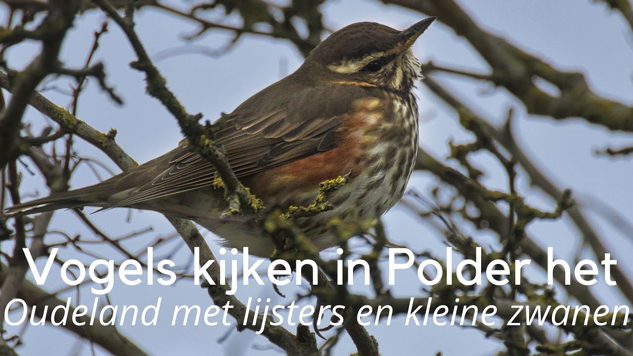 Vogels kijken in Polder het Oudeland met lijsters en kleine zwanen #1393
