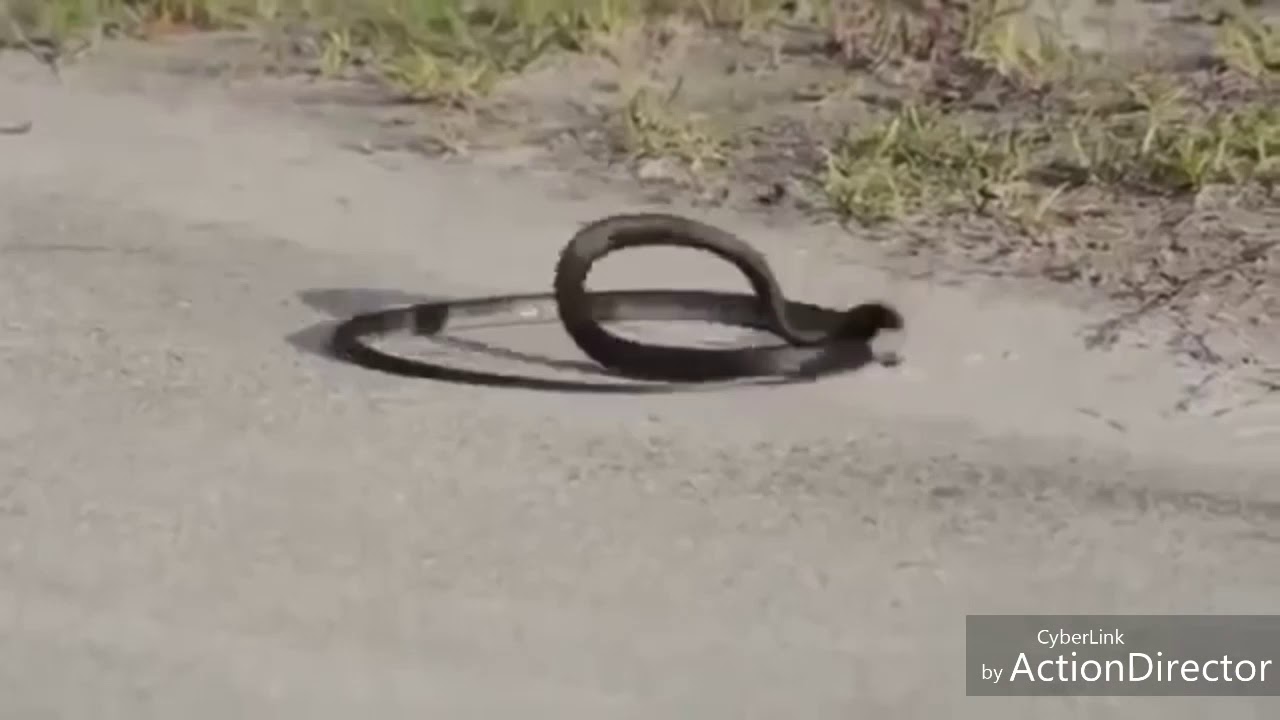 Serpiente se mata sola 🤣🤣🤣🤣!!!@#@$#