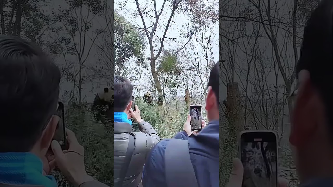 Pandas Have No Idea How Heavy They Are&hellip;Keep Falling from Trees! 🐼😂