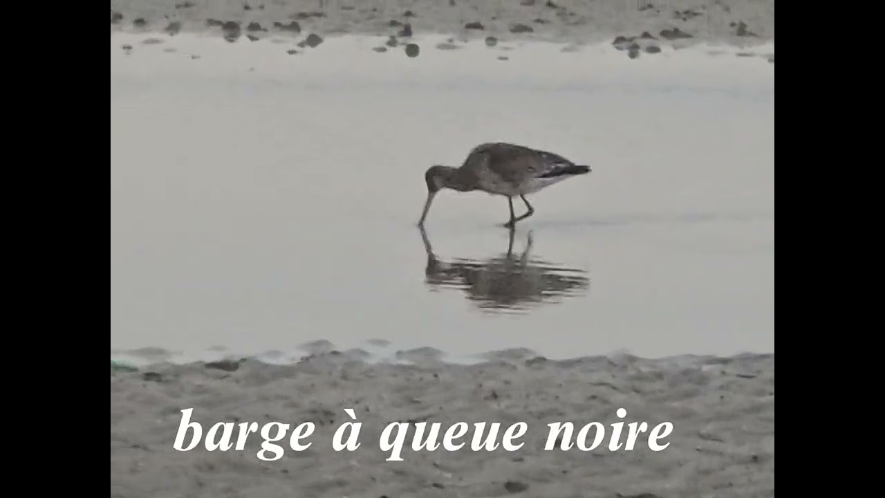Passée du matin en baie d'authie nord 18 octobre 2025