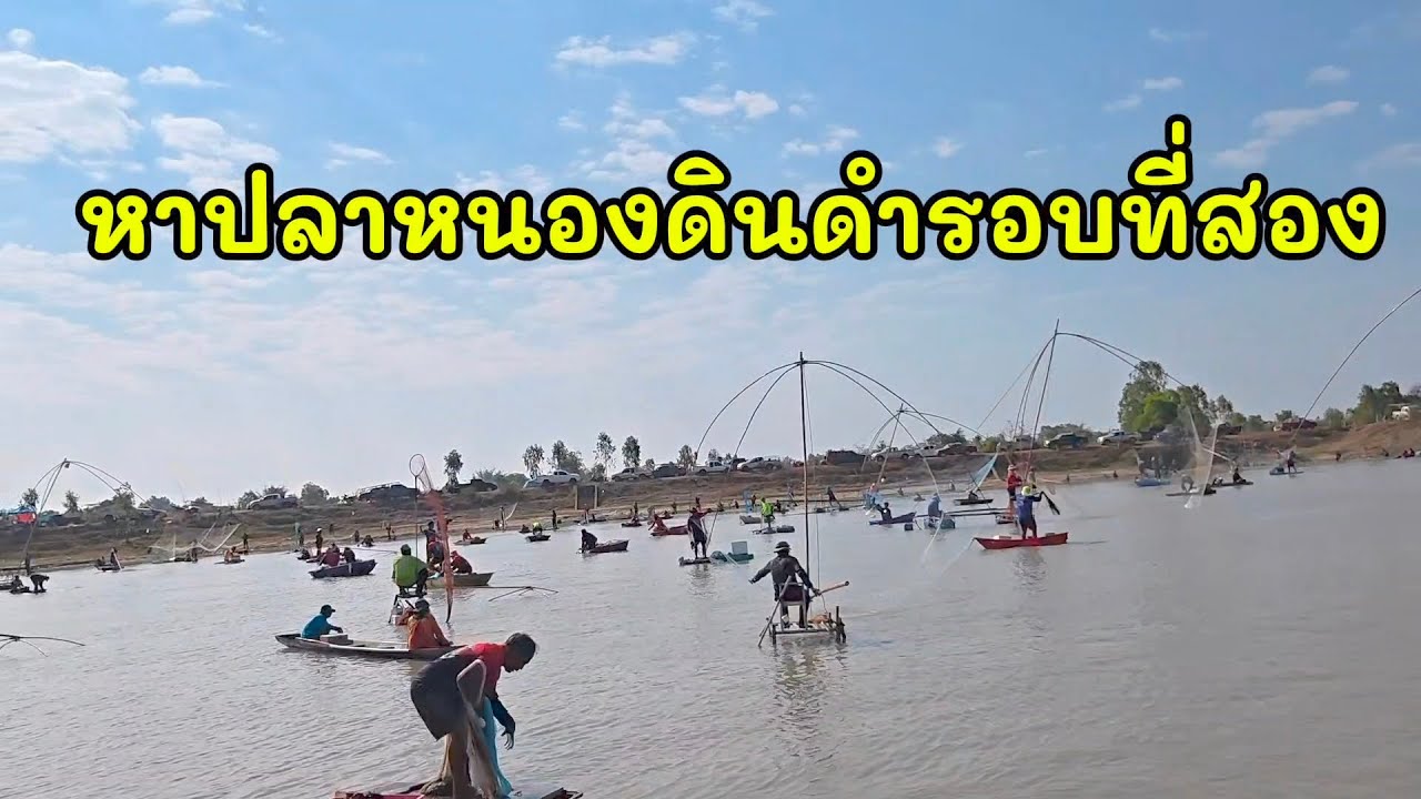 หาปลาหนองดินดำรอบสองจ้า‼️รอบแรกปลาเยอะมาก