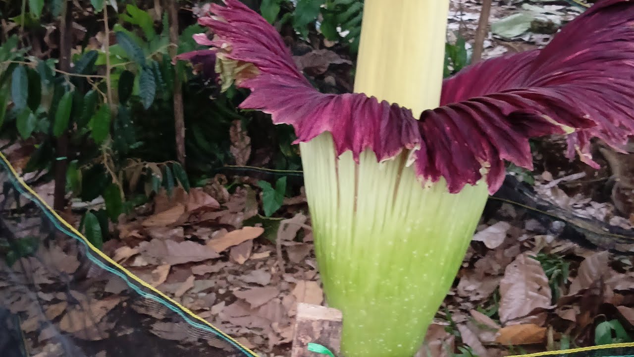 BUNGA BANGKAI