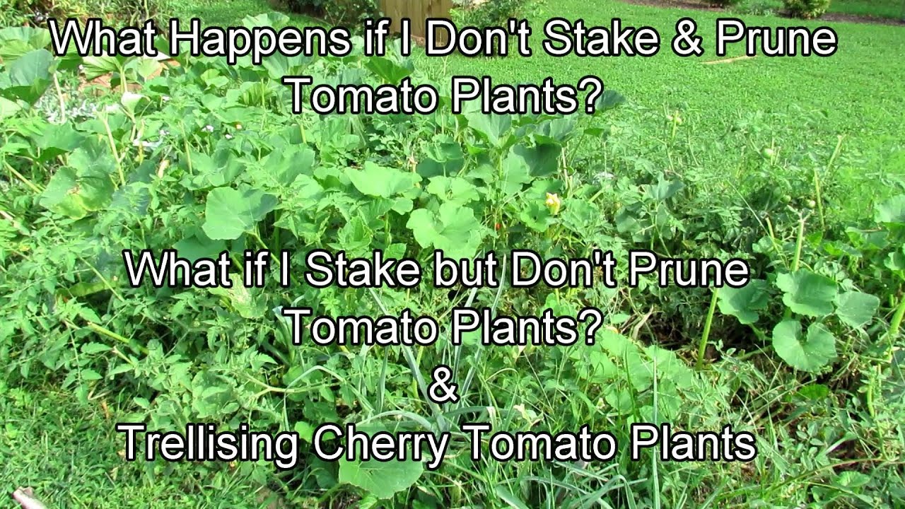 What Happens If I Don't Stake & Prune Tomato Plants, Do I Have to Stake & Prune, Trellising Tomatoes