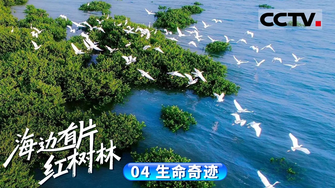 《海边有片红树林》04 生命奇迹：所有的生命都是起源于海洋 红树林见证着突破边界的生命奇迹【CCTV纪录】