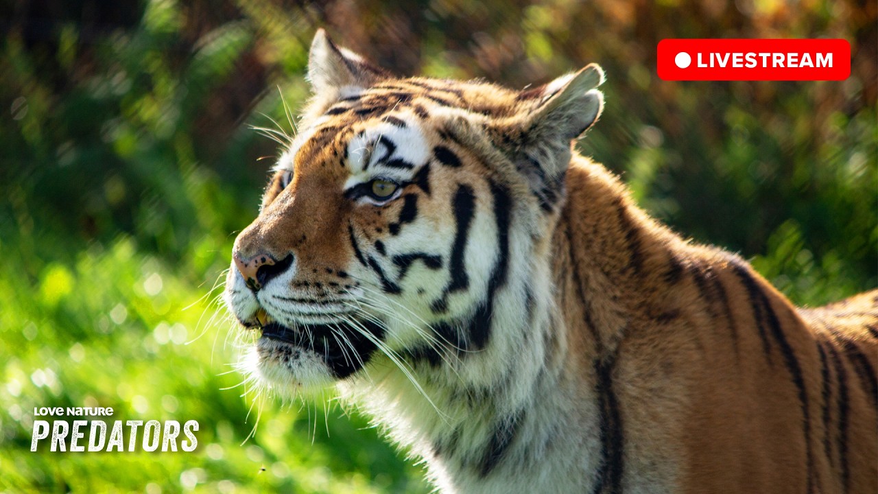 🔴 24/7 LIVE: Wildlife Showdown | Love Nature: Predators
