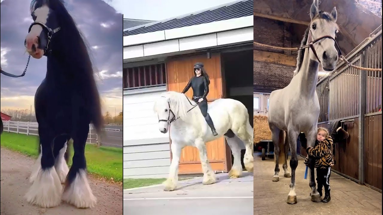 Horse Video - Cute and beautiful horse Videos Compilation cute moment of the horses