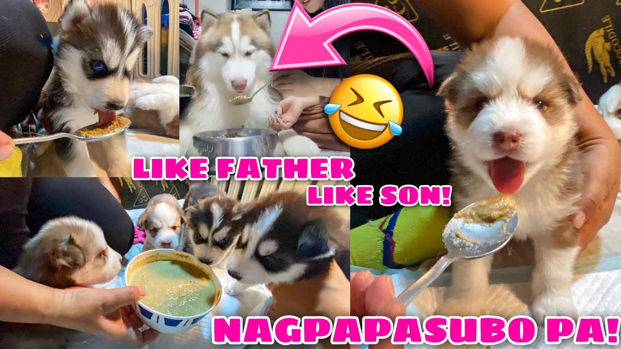 Puppies First Solid Food! | MANA KAY HERCULES! | Husky Pack TV