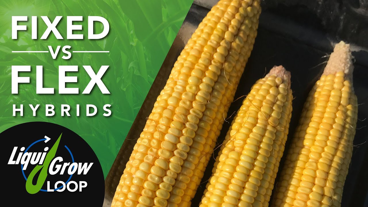 The Difference Between Fixed and Flex Ear Corn Hybrids.