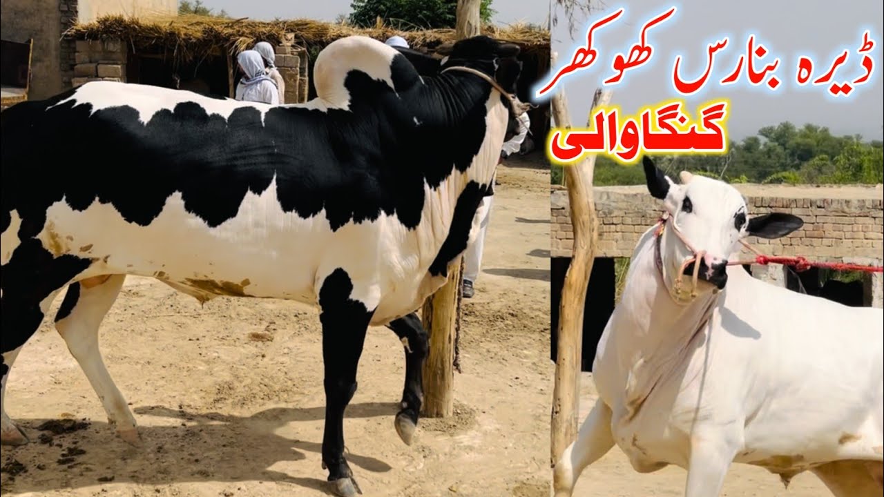 Dera Banaras Khokhar Gangawali - Qurbani Collection 2025 - Home Visits - FATEHJANGS BULL LOVERS .-.