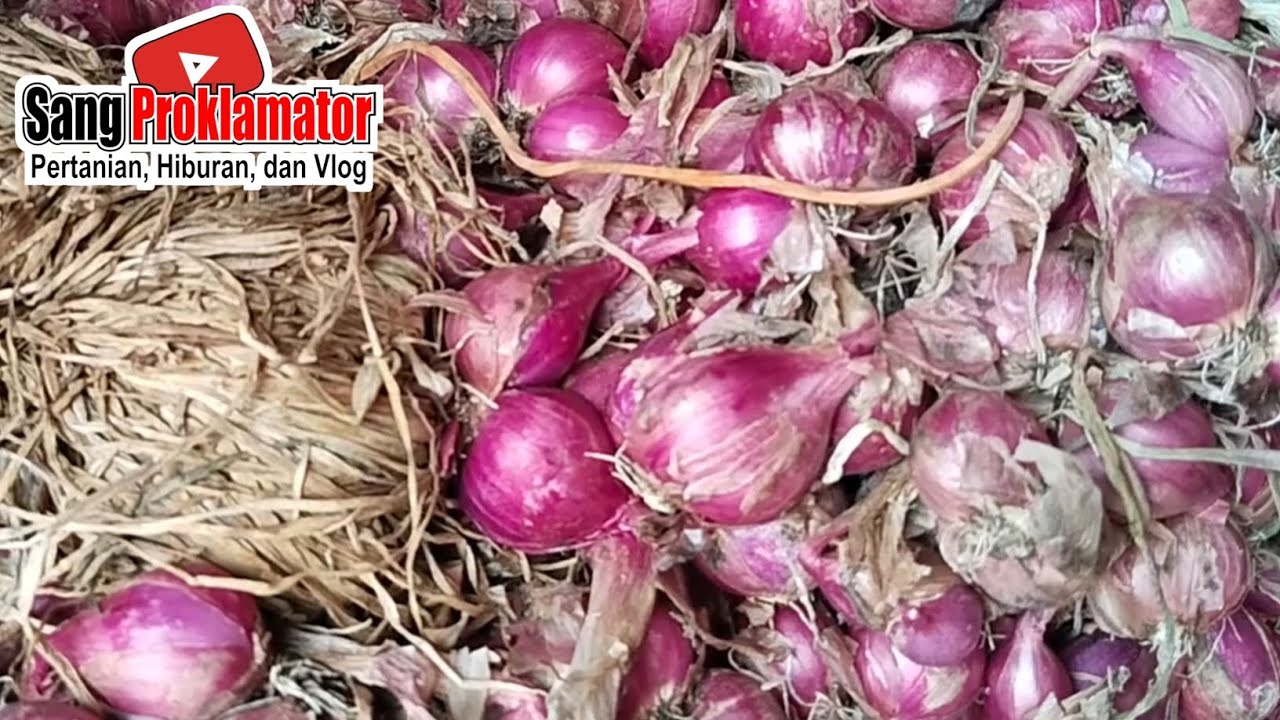 RAMADHAN KE 15 BOSSKU...!!! HARGA BAWANG MERAH HARI INI, KAMIS, 5/3/2026 DIPASAR PROBOLINGGO