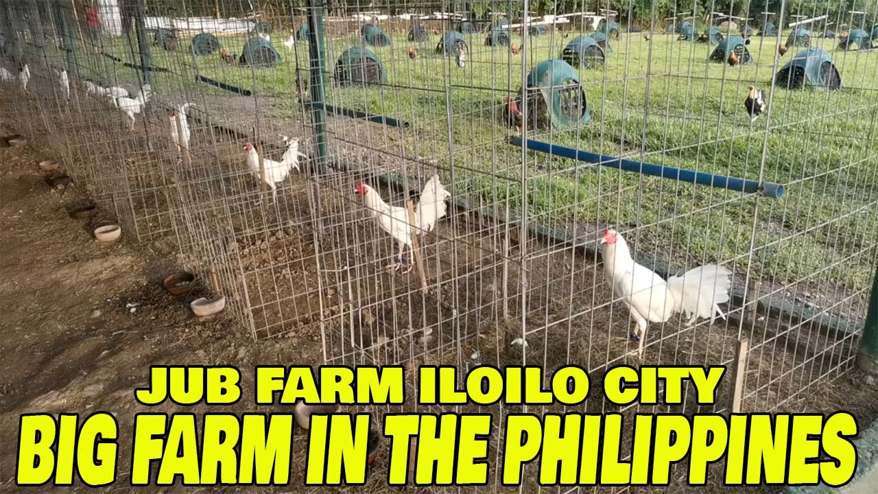 Best Big Farm In The Philippines JUB FARM - JOHN UY BICO