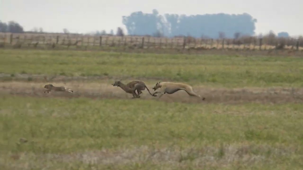 galgos de campo galgos y liebres
