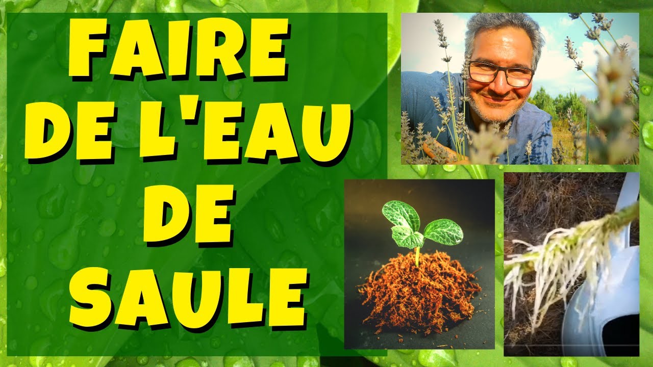 Comment faire de l'eau de saule ? - 3 hormones de bouturage naturelles et gratuites - Partie 2