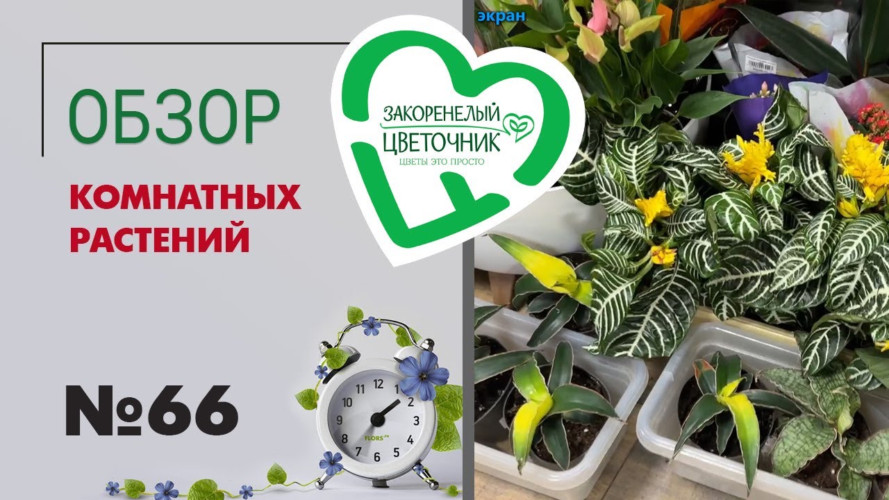 #66 Обзор поставки комнатных растений | Ардизия, кипарисы, папоротники, филодендроны