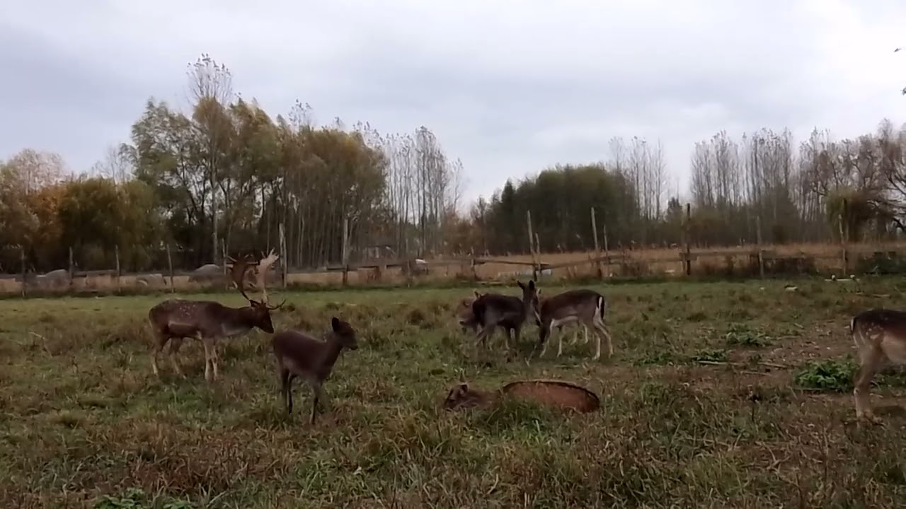zaloty u danieli #bekowisko #nature #daniele#zagroda#poroże #animals#przyroda #życienawsi #