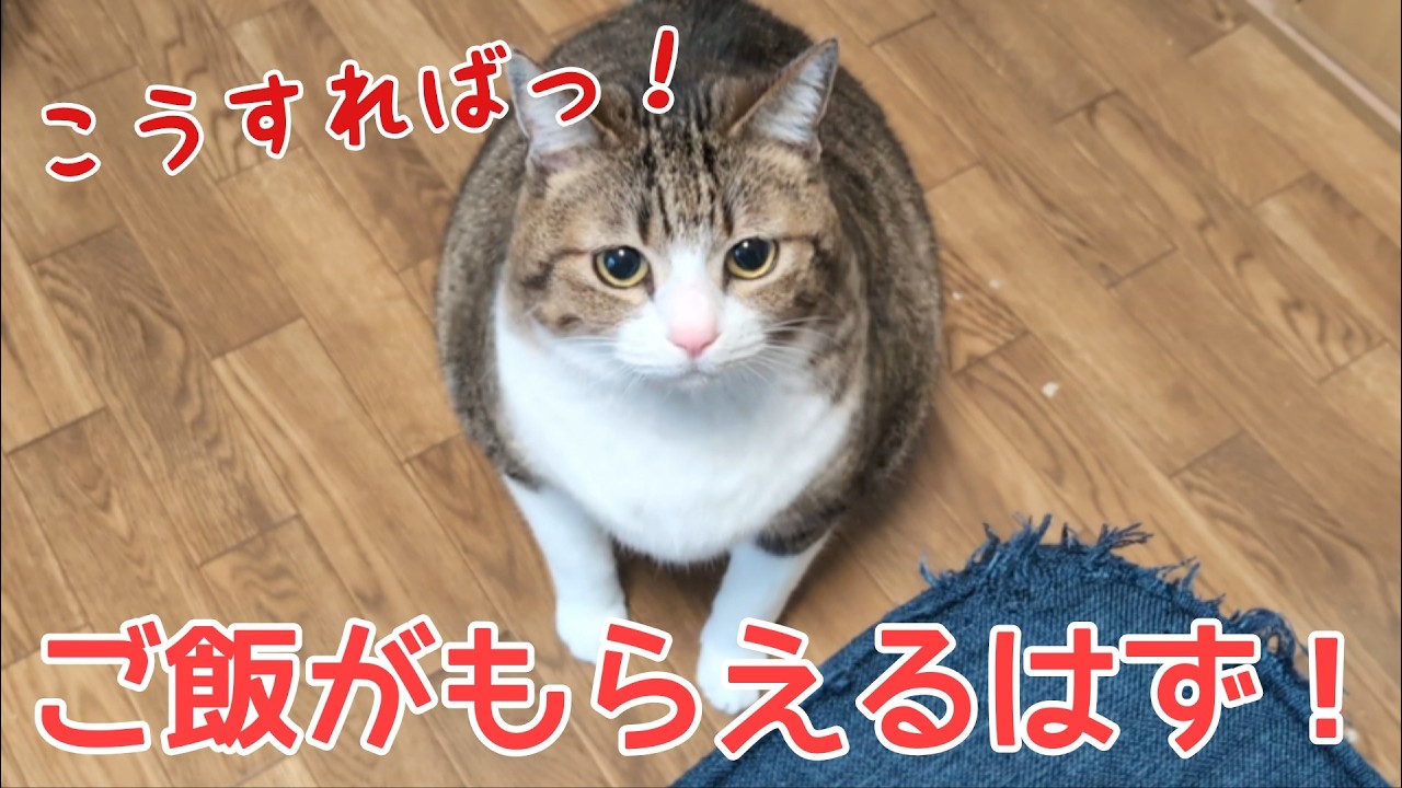 猫が考えた手っ取り早くご飯をもらう方法。vol.1536