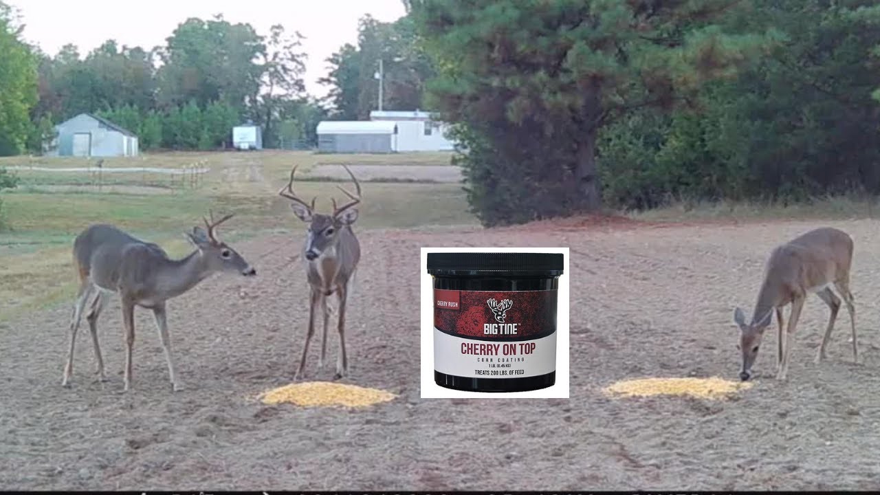 BIG TINE CHERRY ON TOP CORN COATING! DEER LIKE IT!?