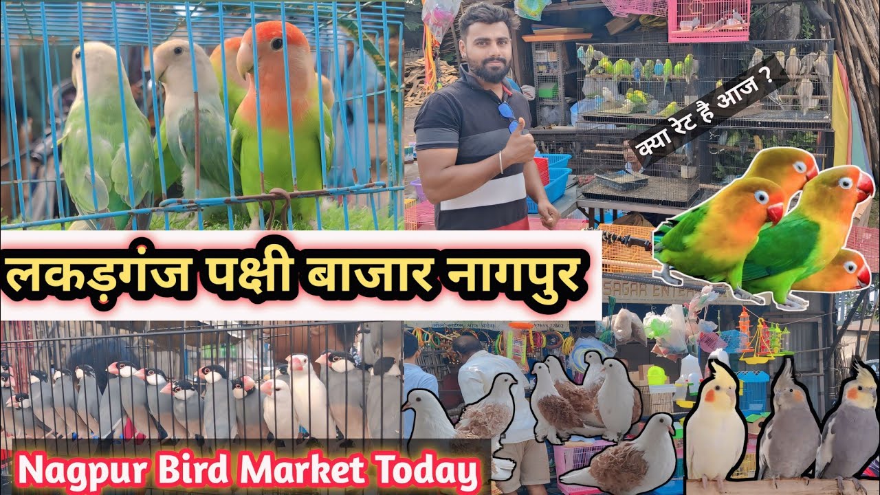 Nagpur Birds Market 🔥 लखड़गंज बर्ड्स मार्केट 💥 नागपुर का बर्ड मार्केट || बजरी, कोकाटेल, कबूत्तर,