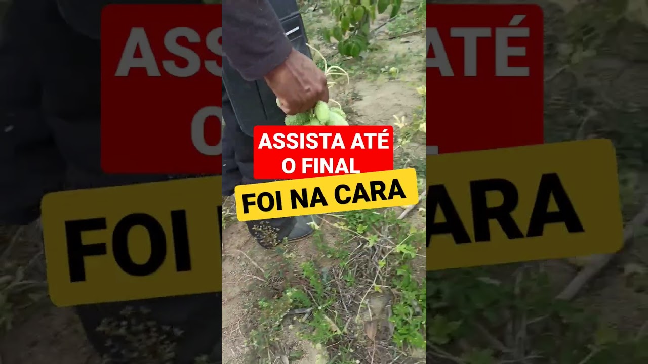 DEU RUIM. FOI NA CARA . 😵 #ro&ccedil;a #fazenda #shortsviral #short #shorts #maxixe #coisasdaro&ccedil;a