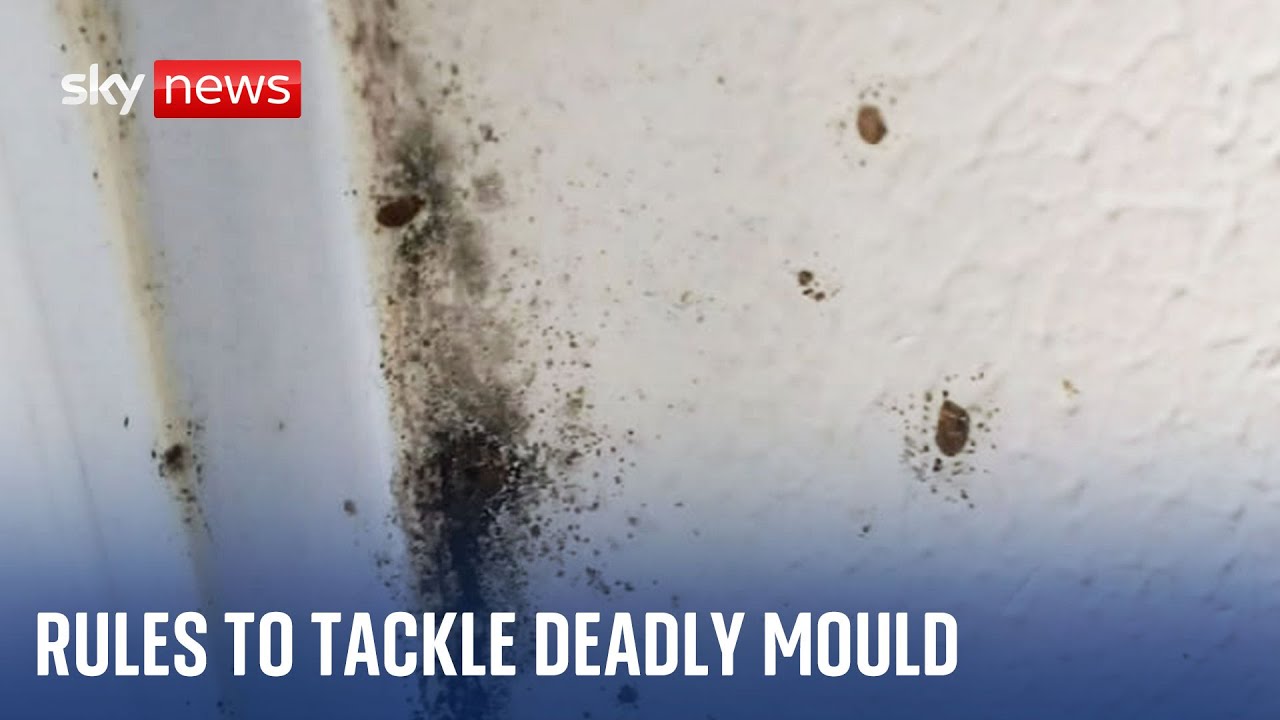 Social tenants to be protected from dangerous mould by 'Awaab's Law'