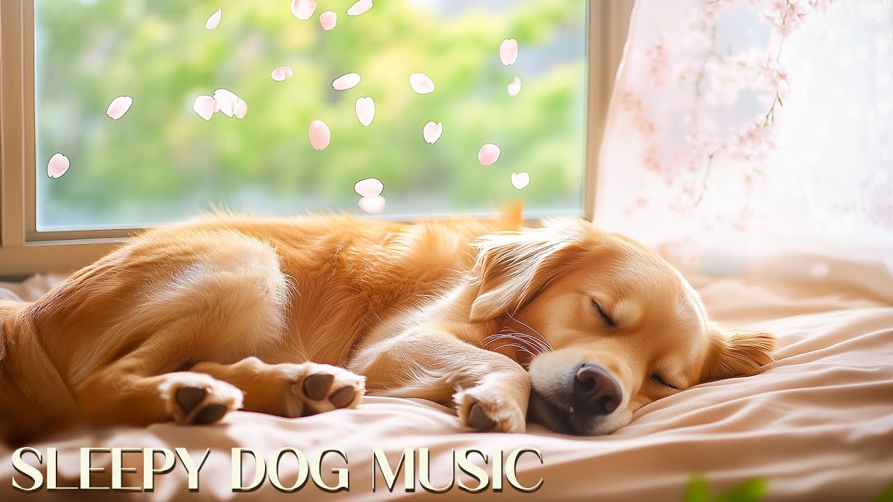 Relaxing Spring Music For Dogs🐶💖 Calming Tunes Soothes Your Dog🎵 Alleviate Separation Anxiety 🎵🌸