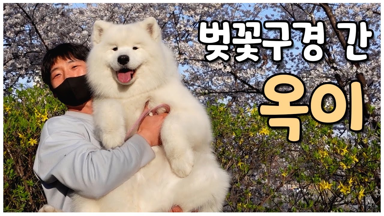 [ENG] 옥이랑 잠실 석촌호수 벚꽃구경 🌸
