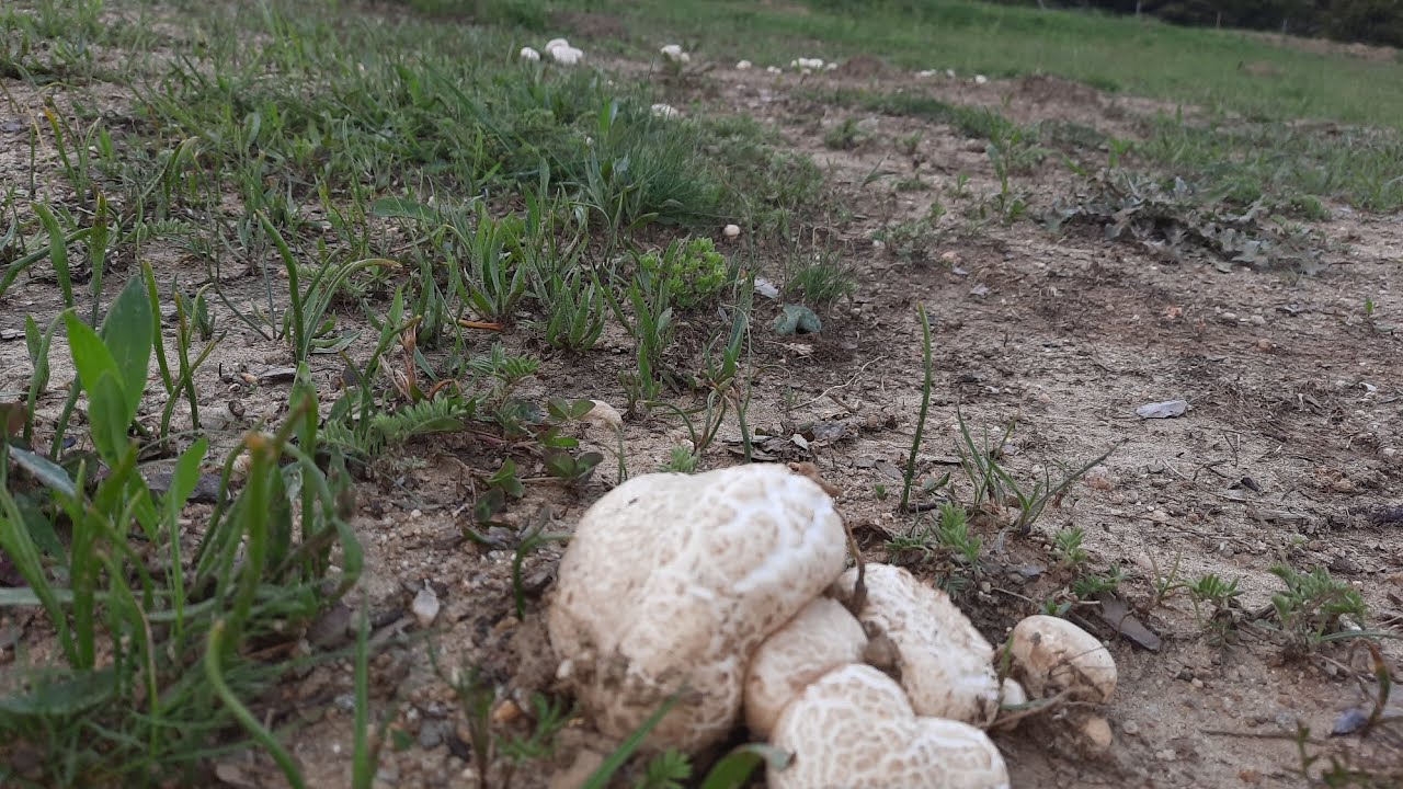 Her yer mantar 3 / İçi kızıl evlek mantarı tarlası gibi / Mantar toplama /MUSHROOMS