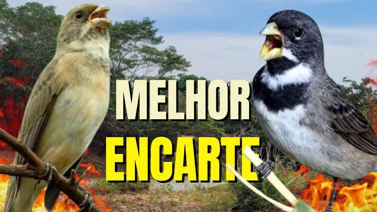 COLEIRO TUI TUI COM FEMEA CHAMANDO PARA ENCARTE DE COLEIRO PARDO E ESQUENTE DE COLEIRO TUI TUI