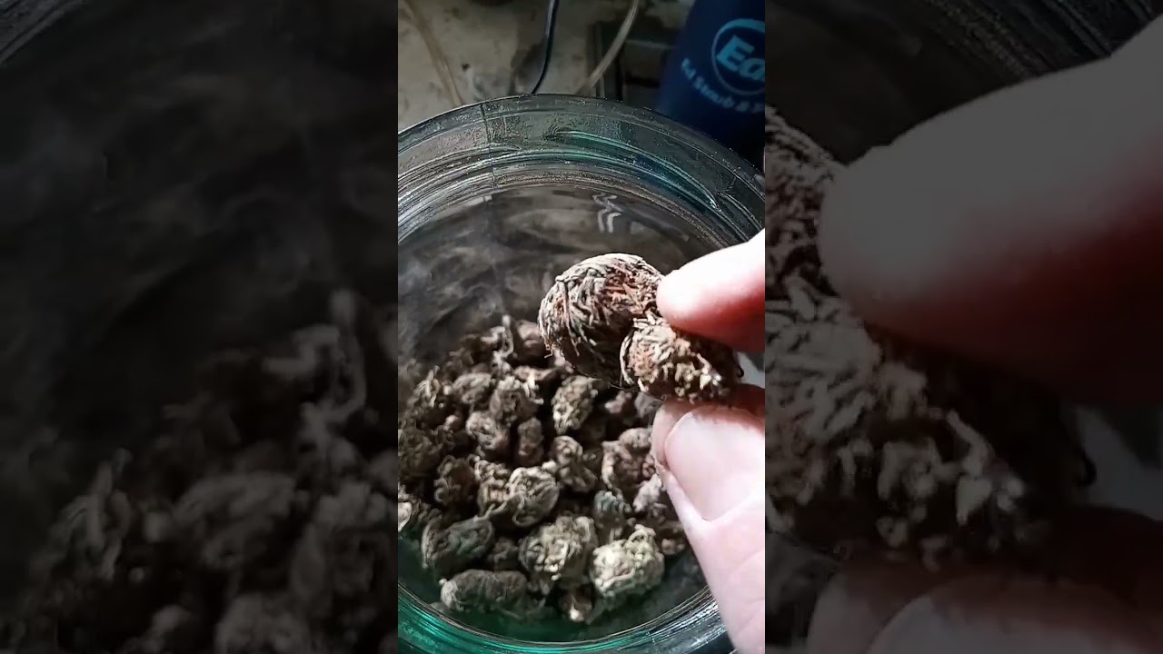 Old weed strain