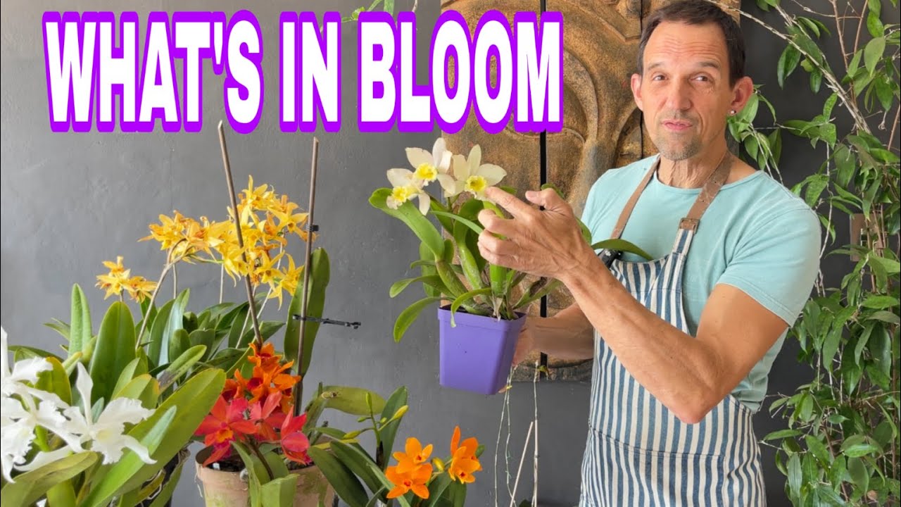 What's BLOOMING in 2025 Orchid Lovers Want to Know