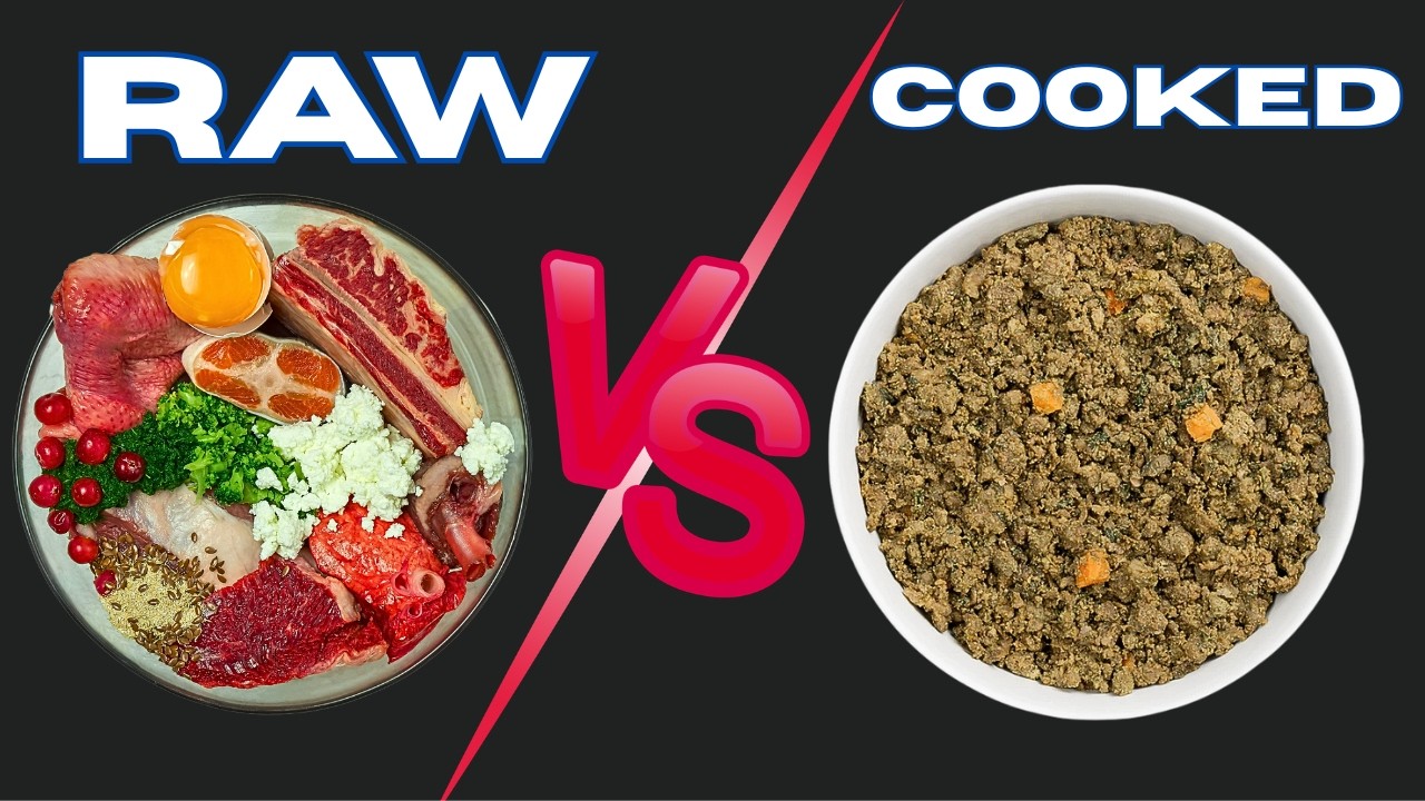 Cooked Vs Raw Dog Food, Which One Is Best?