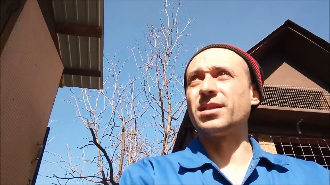 Николаевские голуби пенсионеры, не стоит этого делать! И почта возле голубятни!