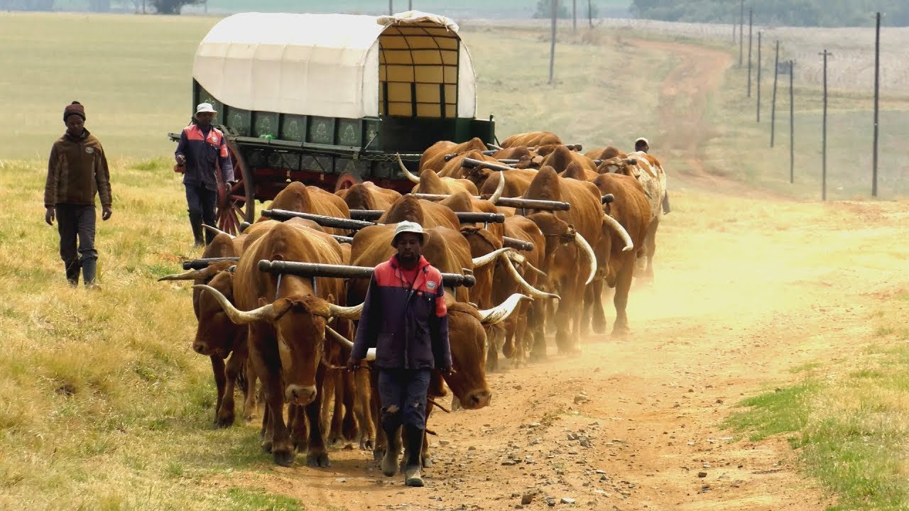 Ox Power