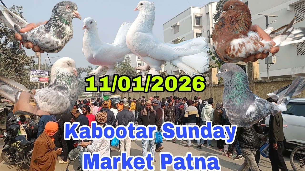 Kabootar Sunday Market Patna #pigeon #kabutar 