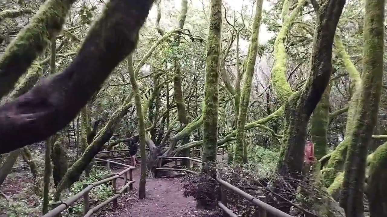 Park Narodowy Garajonay La Gomera 6 lutego 2023. Garajonay National Park.