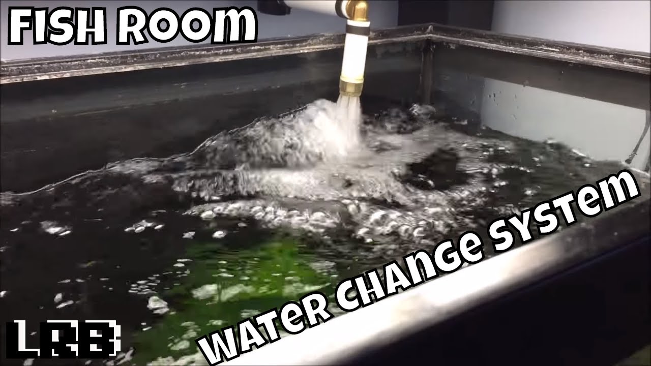 Water Changing How I Change the Water in my 200 Aquariums New Water Change System for the Fish Room