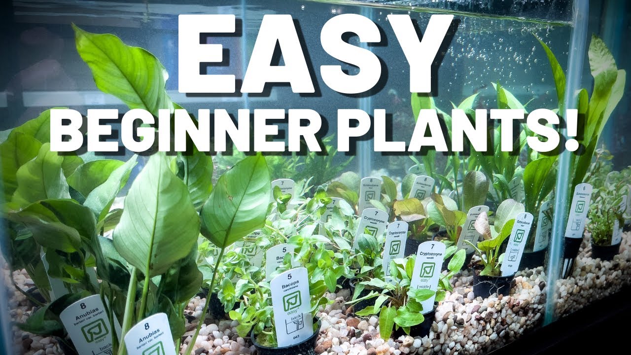 Easy Beginner Aquarium Plants | NO CO2 NEEDED!