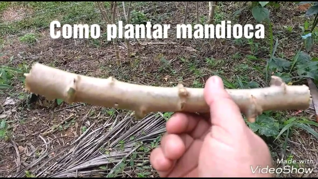 Como plantar mandioca, aipim ou macaxeira