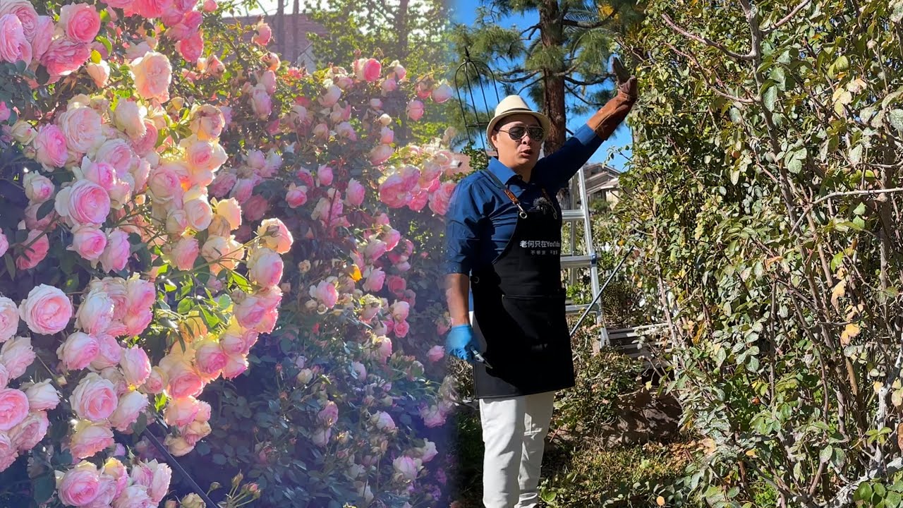 龙沙宝石牵引必须知道的事！掰叶党勿进！园艺篇563