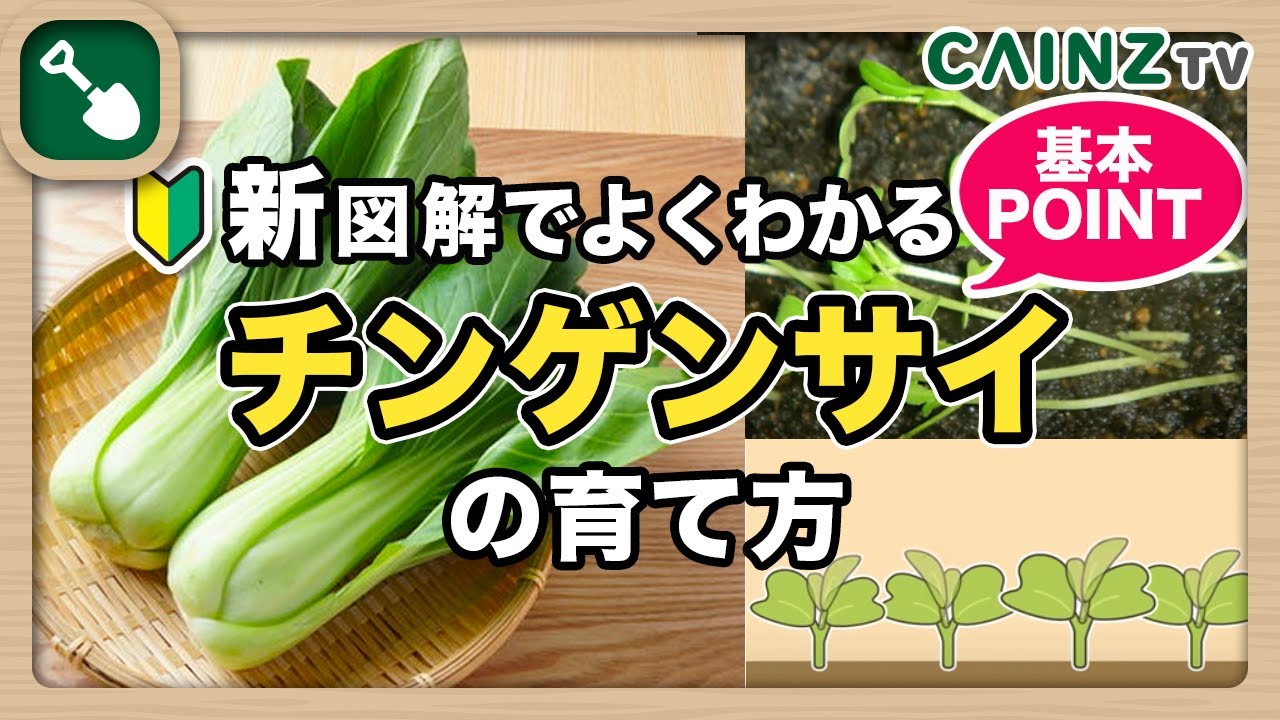 チンゲン菜の育て方 初心者向け｜家庭菜園で作る青梗菜（チンゲンサイのプランター栽培方法）【カインズ】
