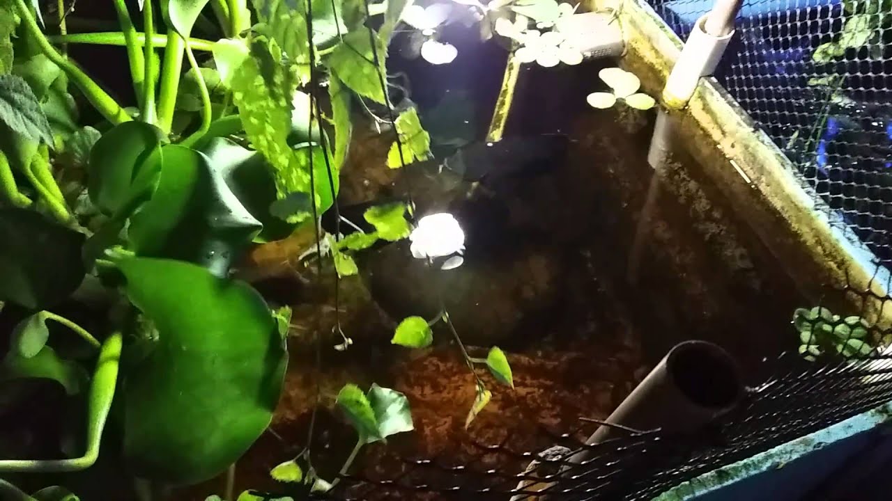 Cria&ccedil;&atilde;o de &Oacute;scar.