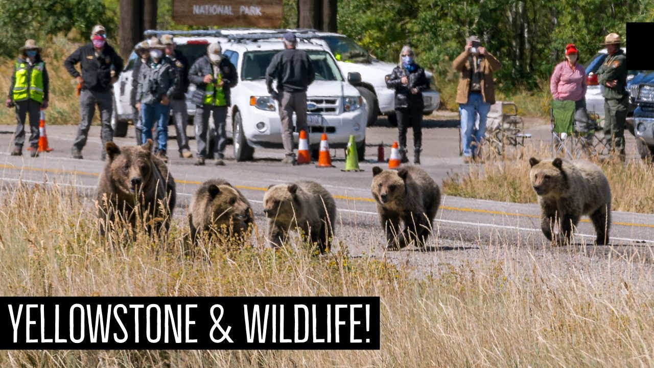 Yellowstone National Park | VAN LIFE EDITION