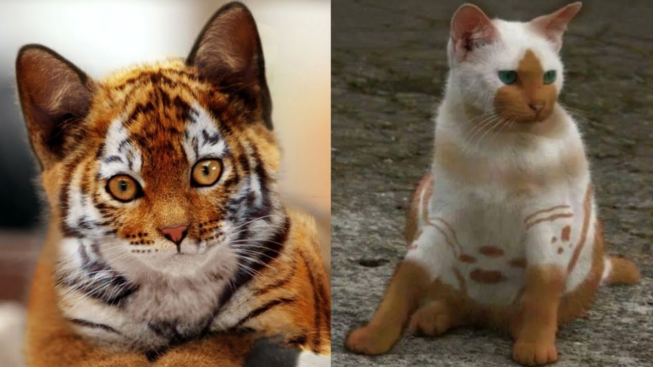 Inilah Jenis-jenis Kucing Tercantik Di Dunia, Sungguh Menawan