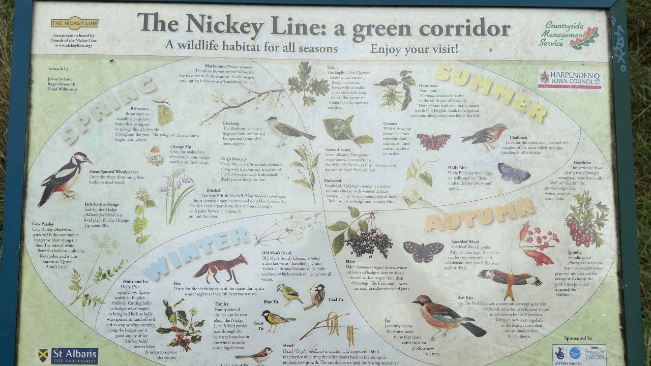 Hertfordshire walks - Harpenden and the Nickey line